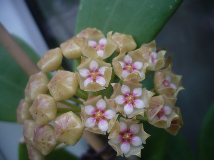 P1440507 - HOYA 2020-1