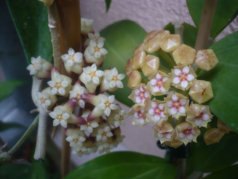 P1440509 - HOYA 2020-1