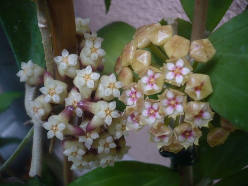 P1440510 - HOYA 2020-1