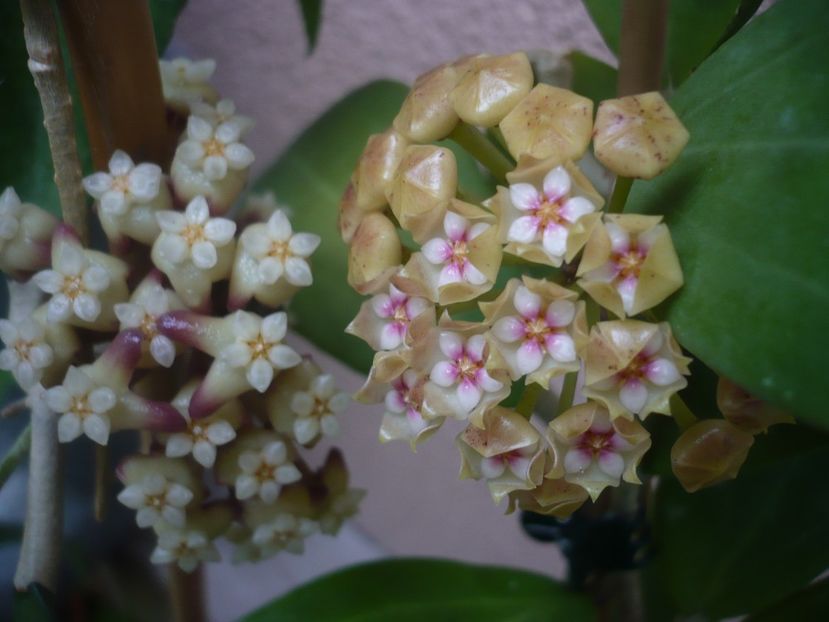 P1440511 - HOYA 2020-1