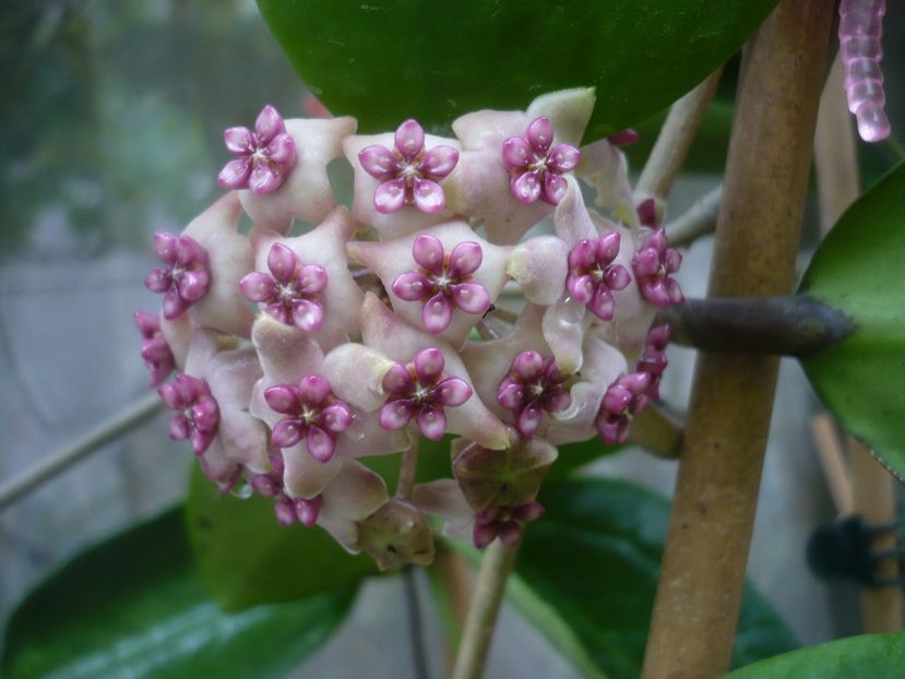 P1440512 - HOYA 2020-1