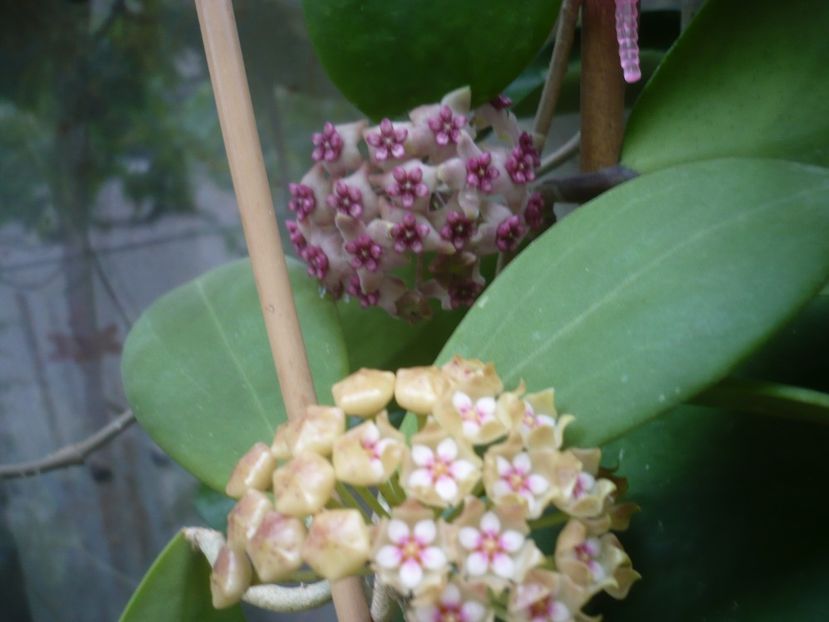 P1440513 - HOYA 2020-1