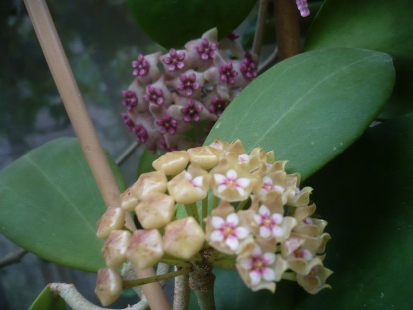 P1440514 - HOYA 2020-1