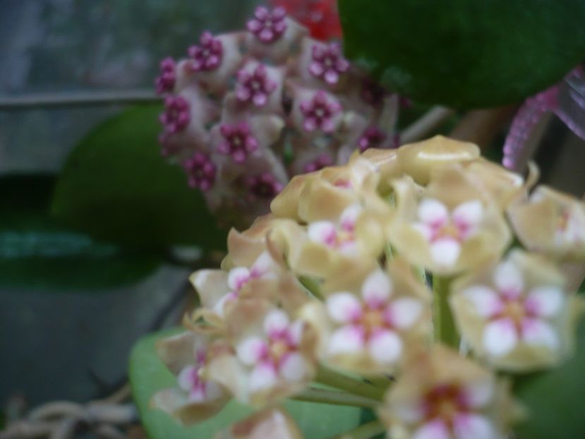 P1440515 - HOYA 2020-1