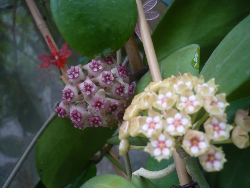 P1440516 - HOYA 2020-1
