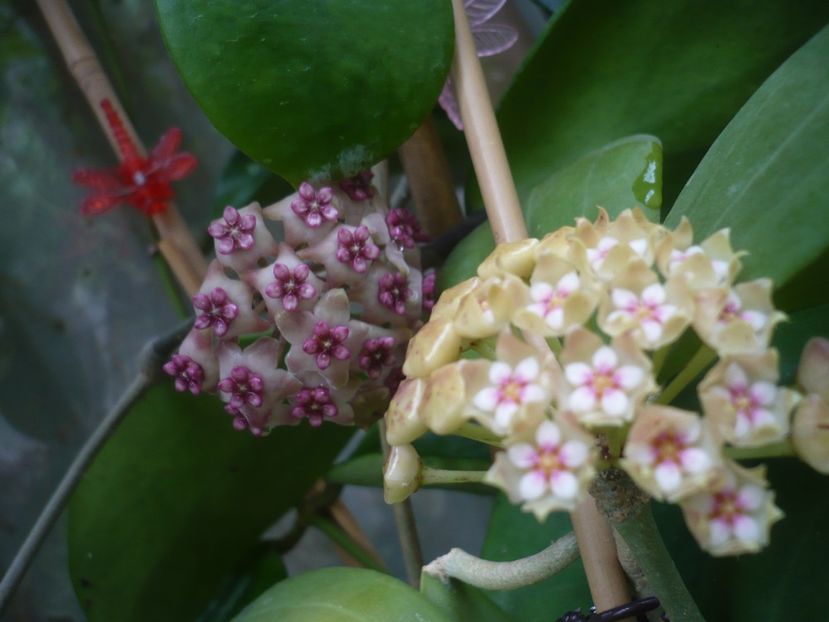 P1440517 - HOYA 2020-1
