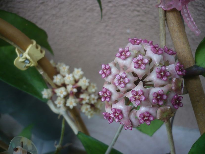 P1440531 - HOYA 2020-1