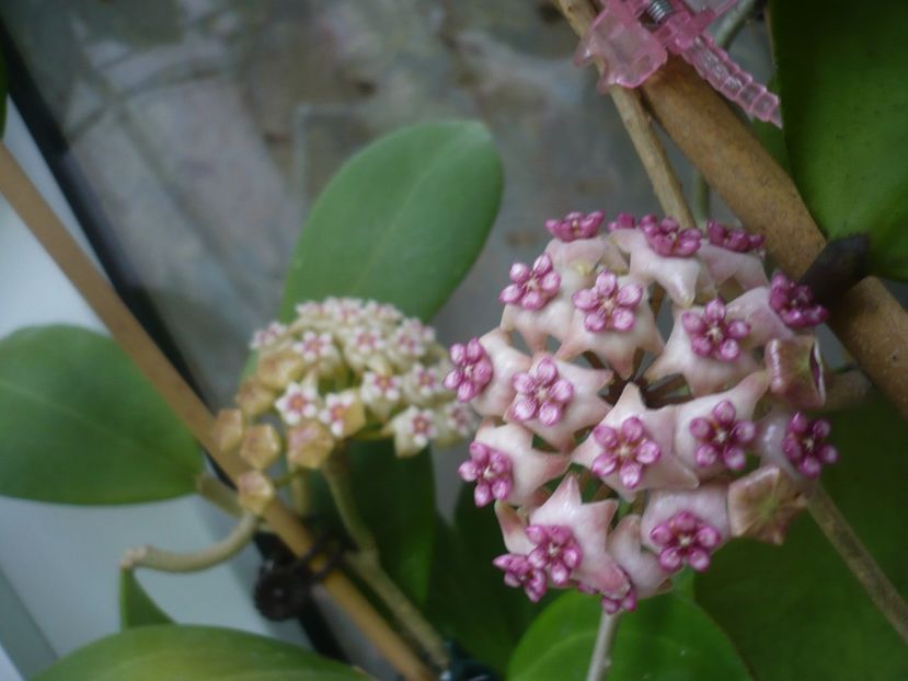 P1440532 - HOYA 2020-1
