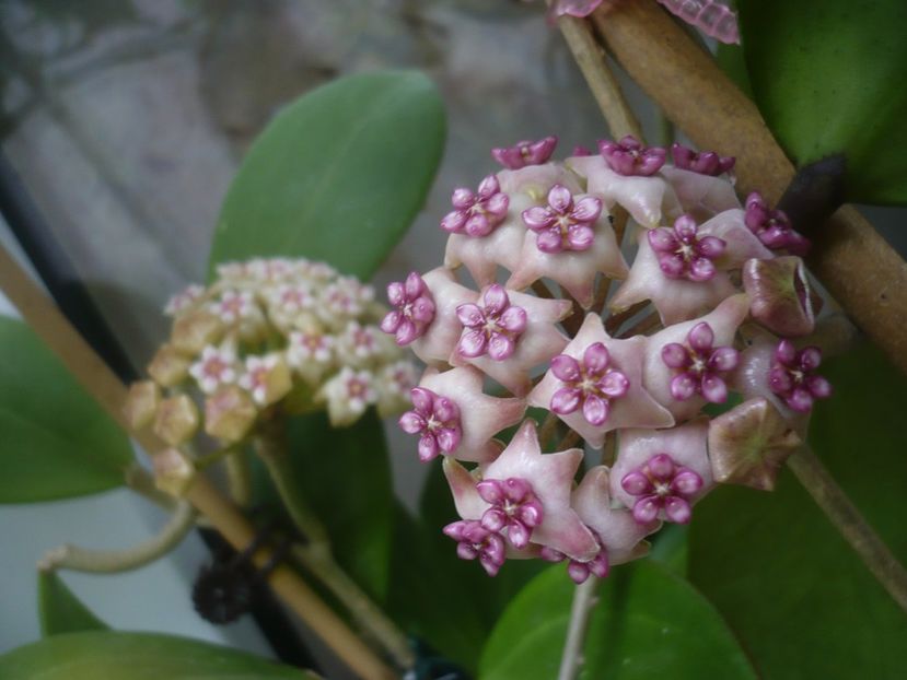 P1440533 - HOYA 2020-1