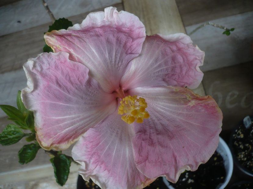 P1440519 - HIBISCUSI 2020-1