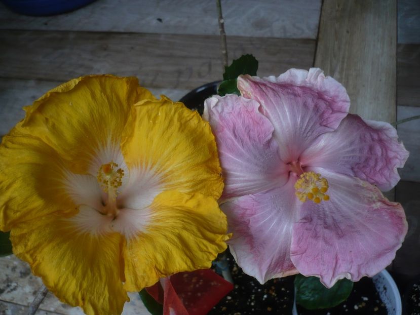 P1440521 - HIBISCUSI 2020-1