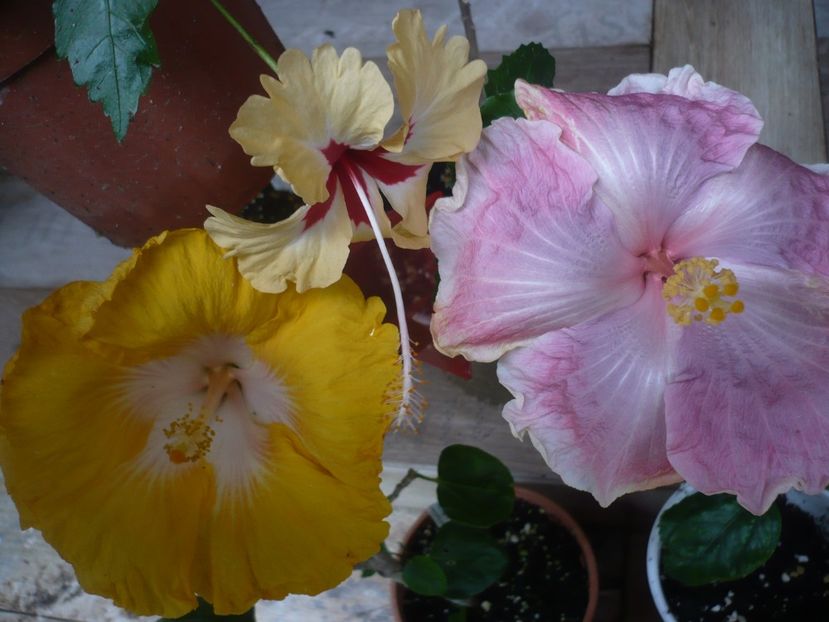 P1440522 - HIBISCUSI 2020-1