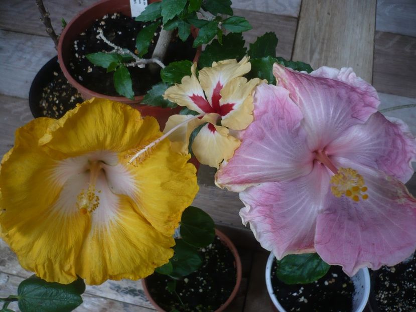 P1440523 - HIBISCUSI 2020-1