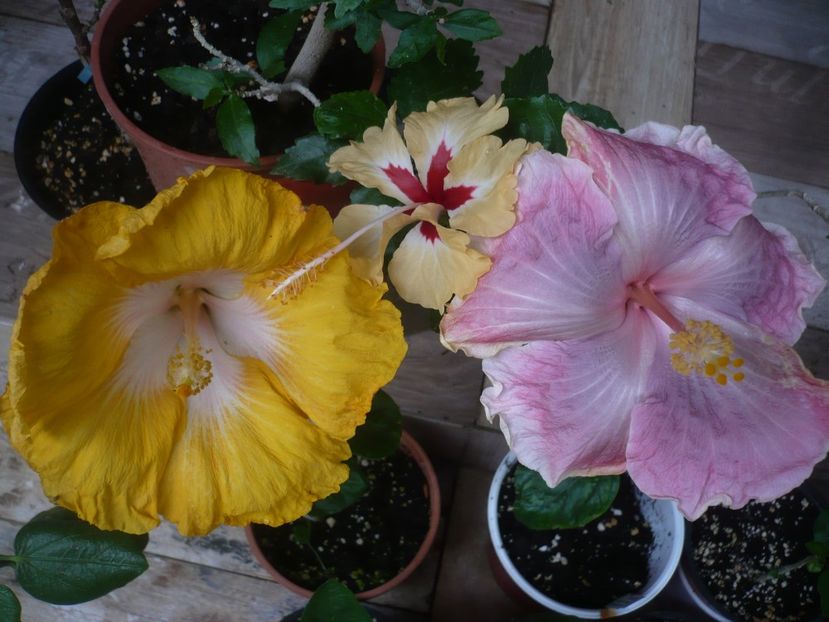 P1440524 - HIBISCUSI 2020-1