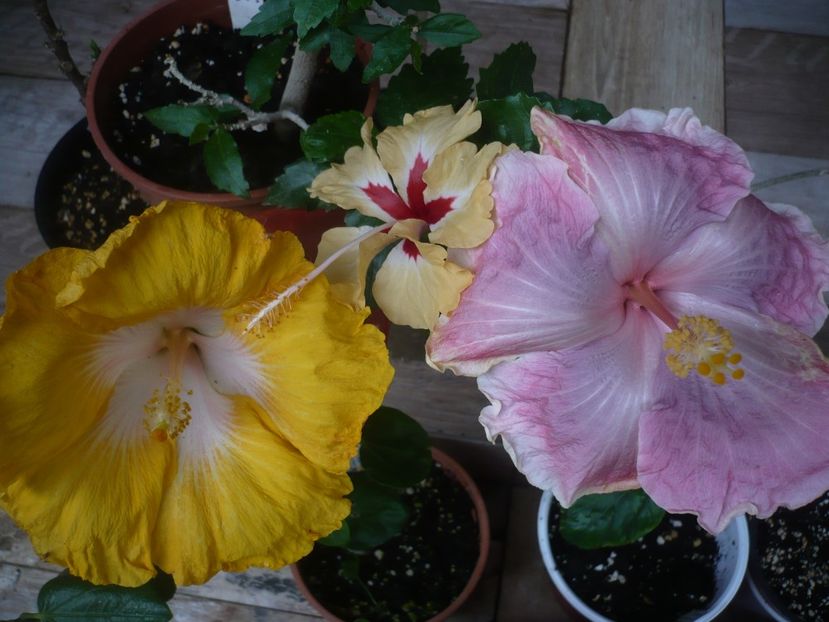 P1440525 - HIBISCUSI 2020-1