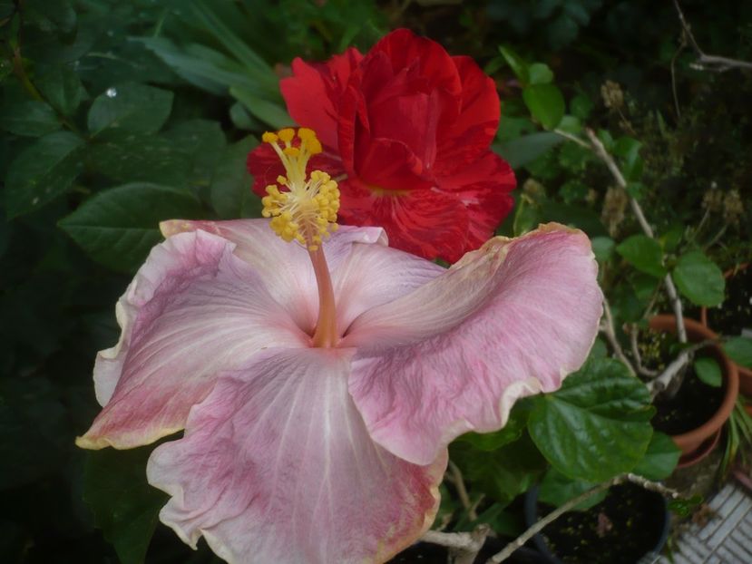 P1440527 - HIBISCUSI 2020-1