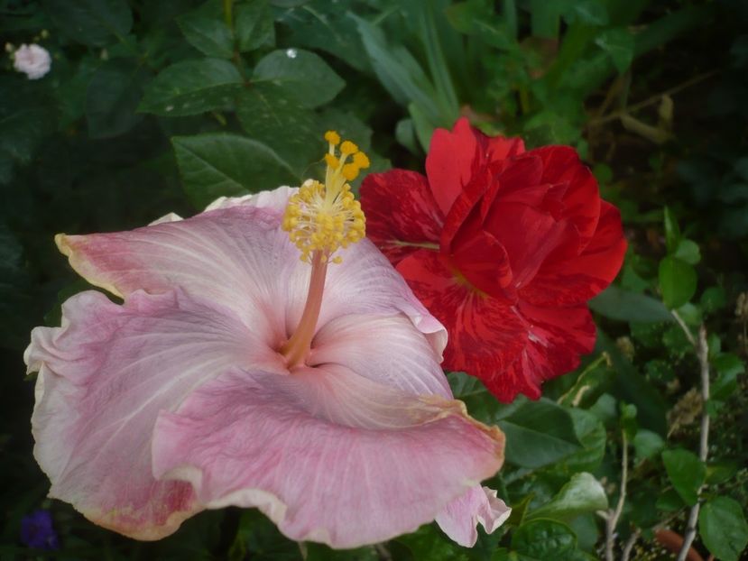 P1440528 - HIBISCUSI 2020-1