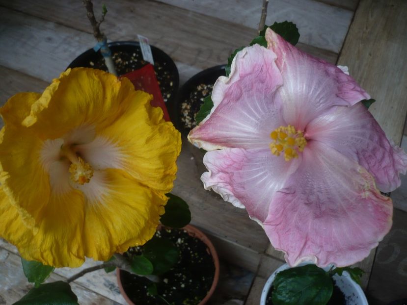 P1440529 - HIBISCUSI 2020-1