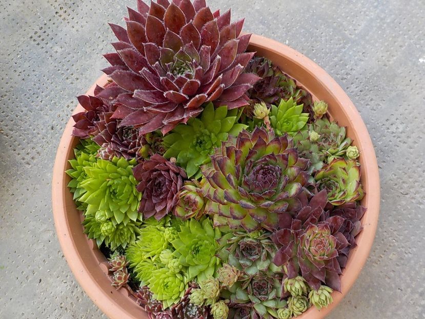  - Genul Sempervivum