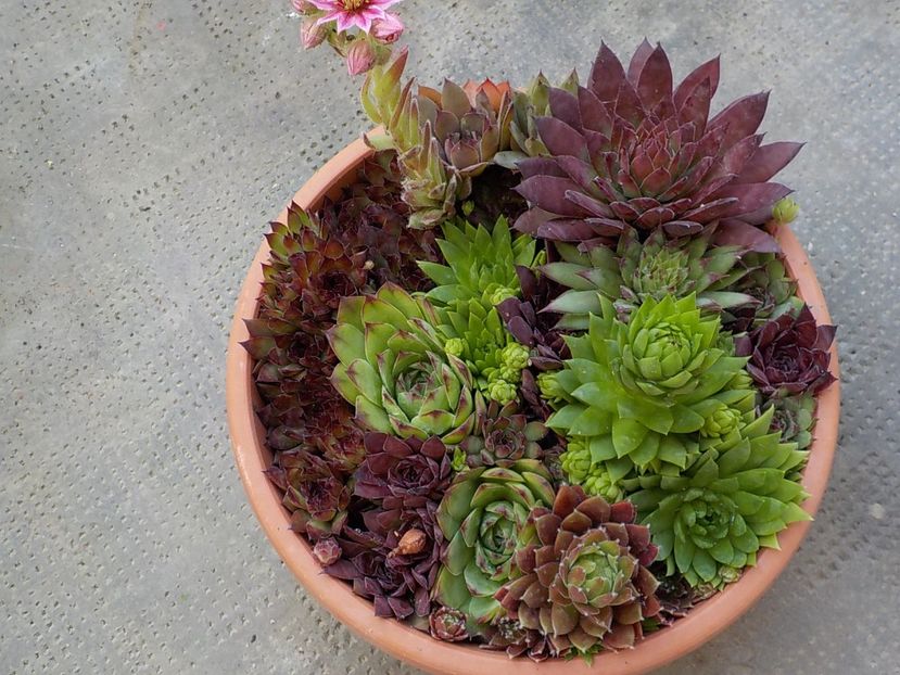  - Genul Sempervivum