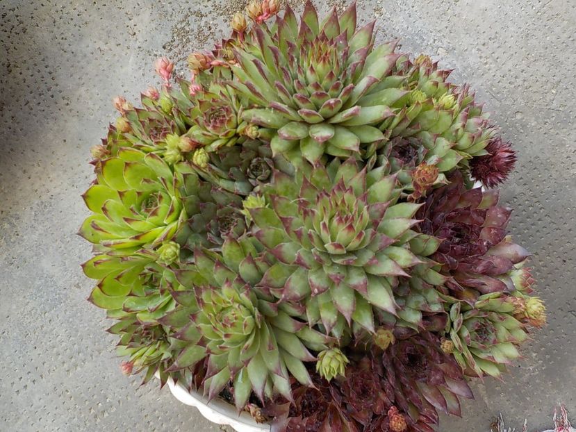  - Genul Sempervivum