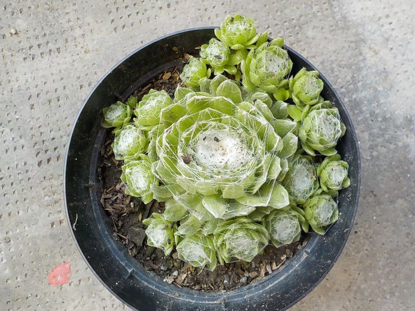  - Genul Sempervivum