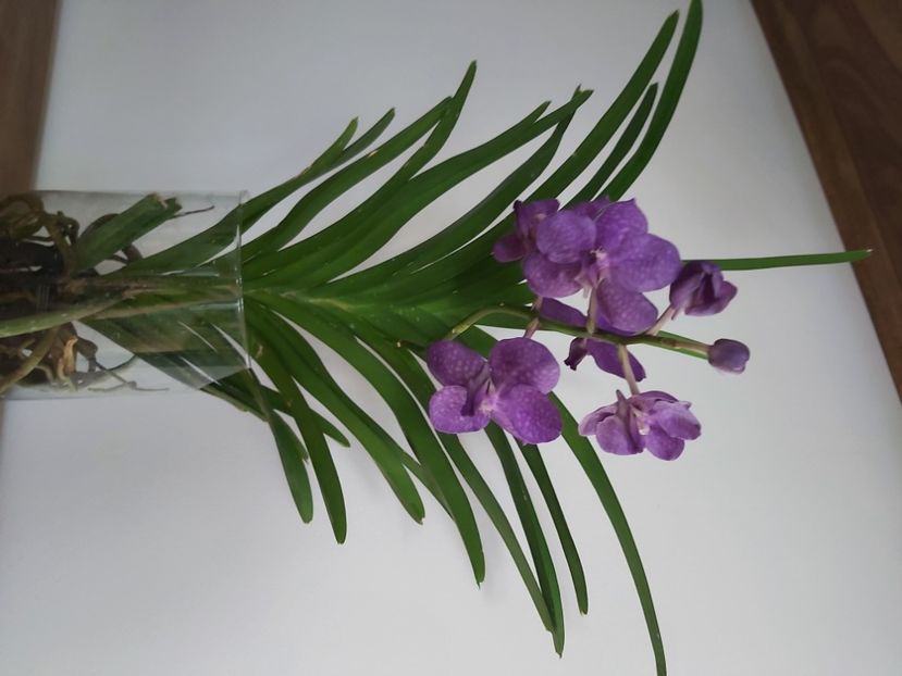  - vanda