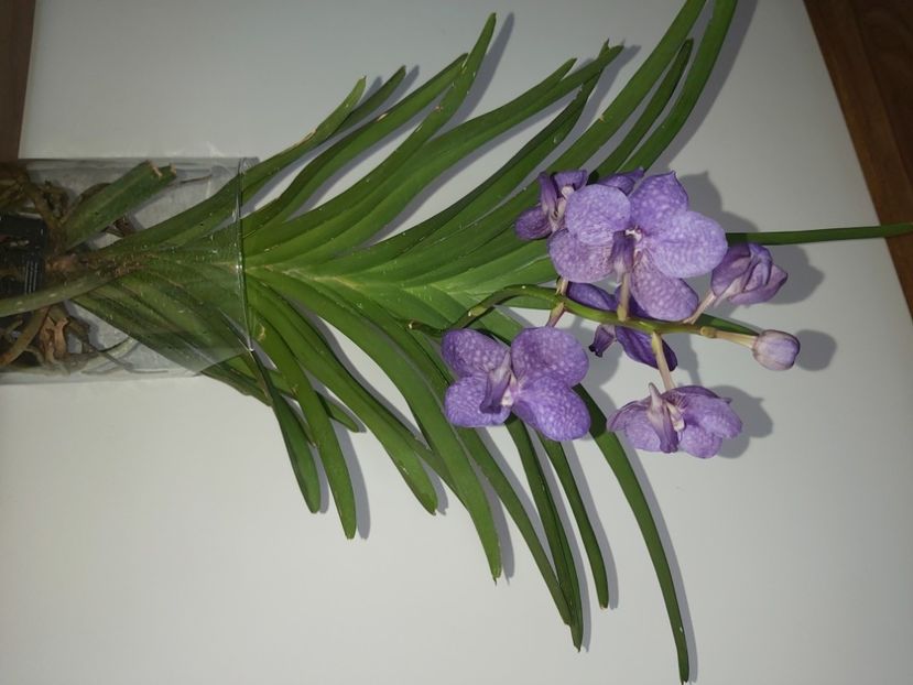  - vanda