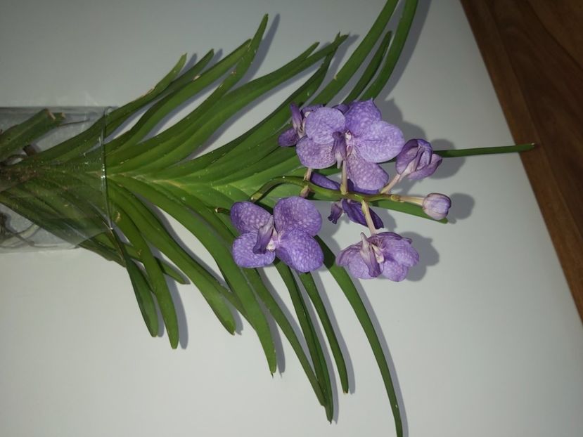  - vanda