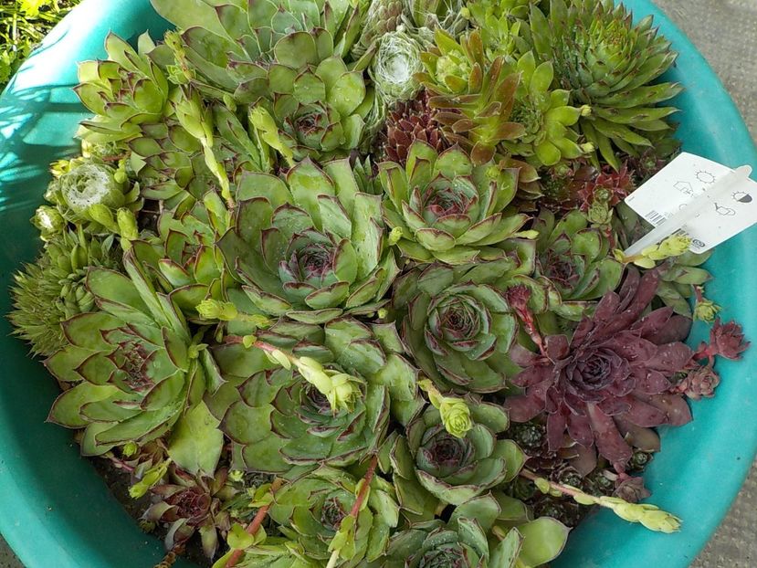  - Genul Sempervivum