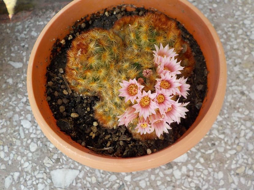  - mammillaria carmenae 2019