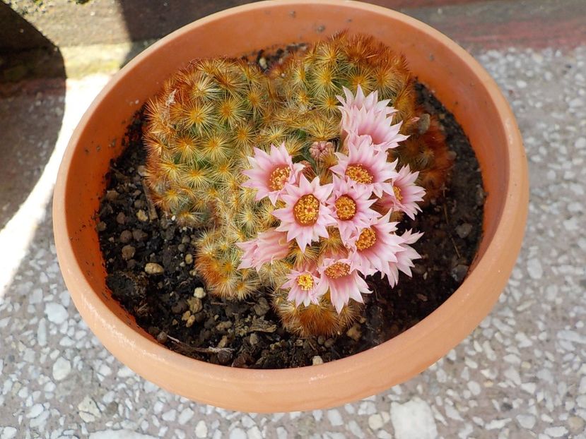  - mammillaria carmenae 2019