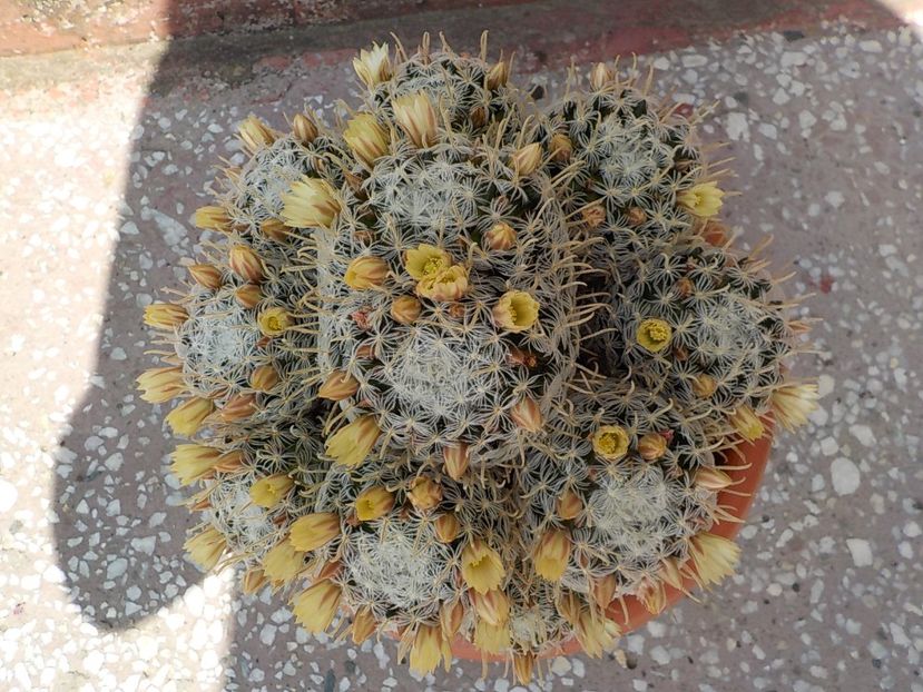  - mammillaria plumosa