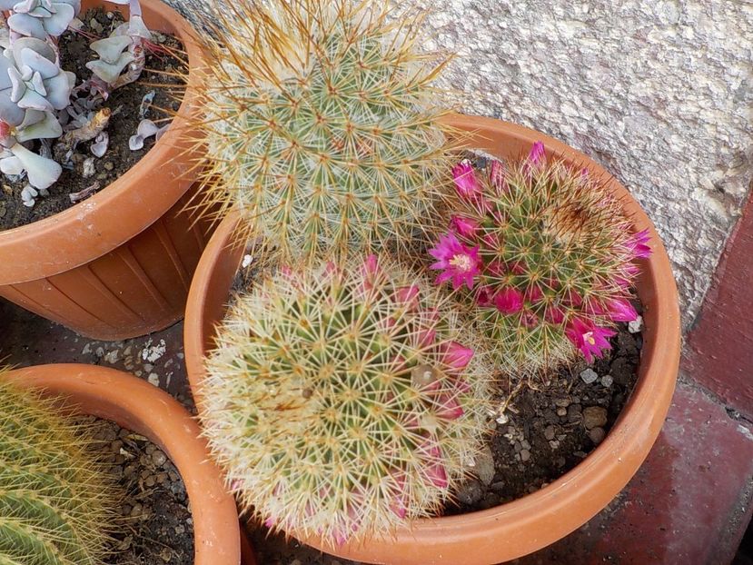  - mammillaria microhelia