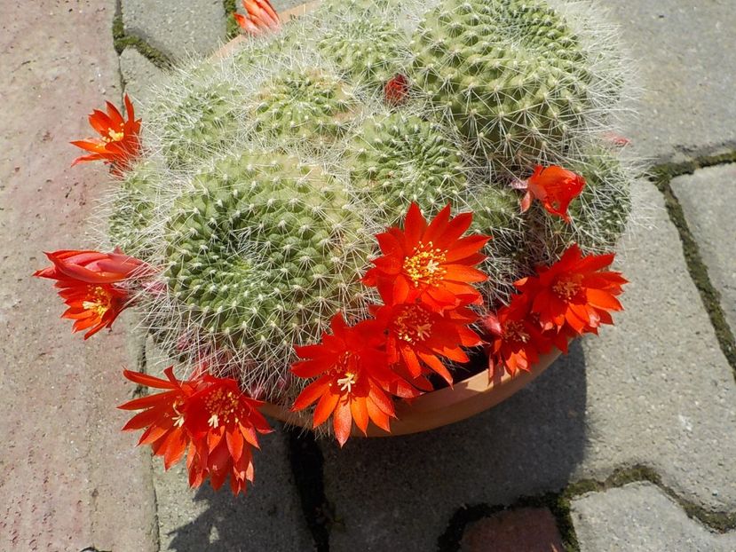  - rebutia krainziana