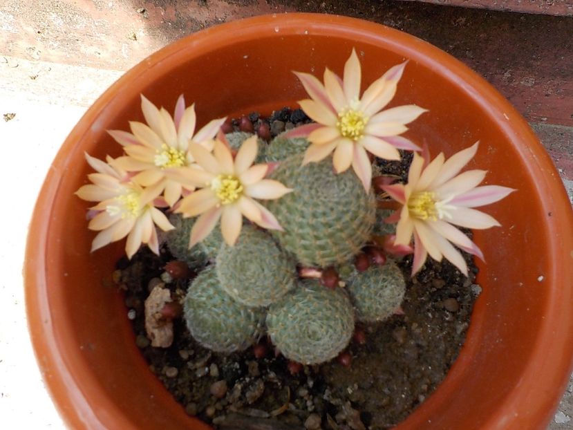  - rebutia heliosa