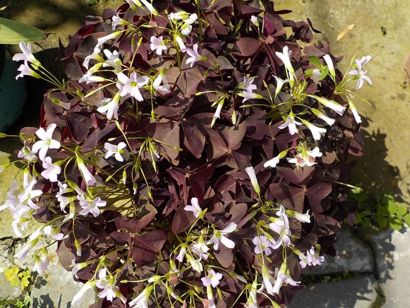  - oxalis triangularis