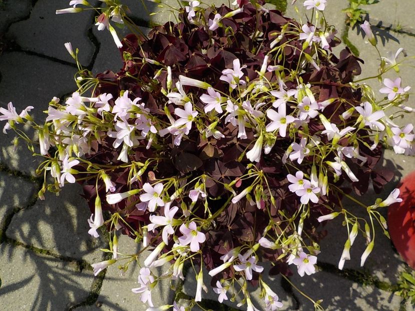  - oxalis triangularis