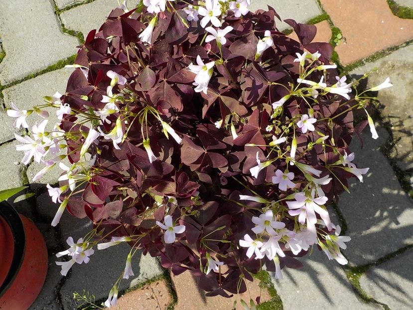  - oxalis triangularis