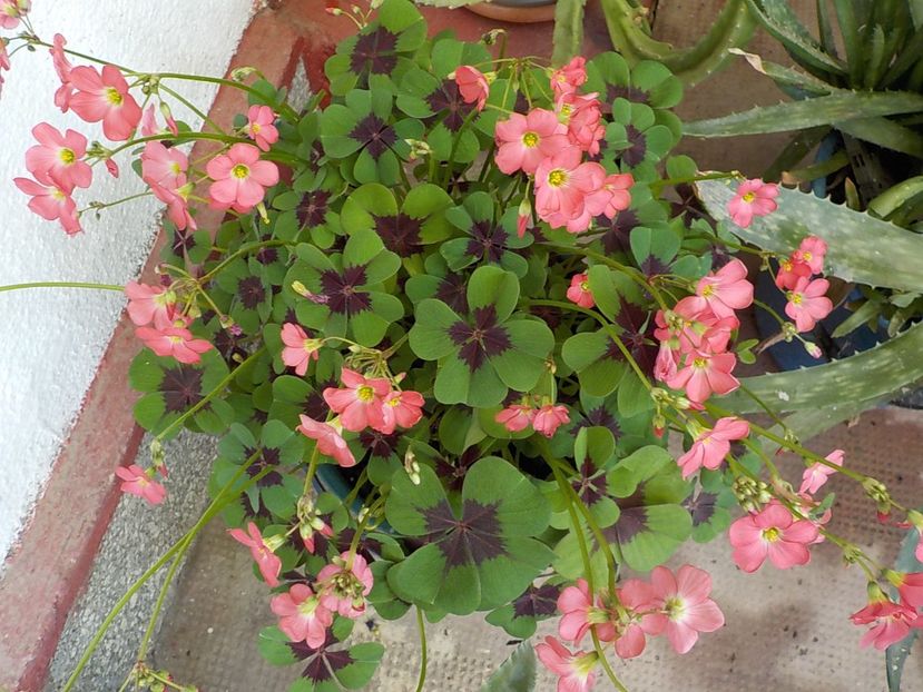  - oxalis iron cross