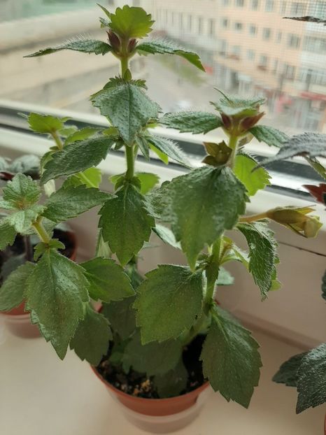  - achimenes-primele incercari