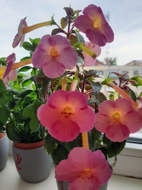  - achimenes-primele incercari