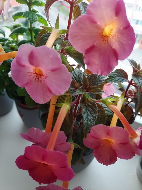  - achimenes-primele incercari