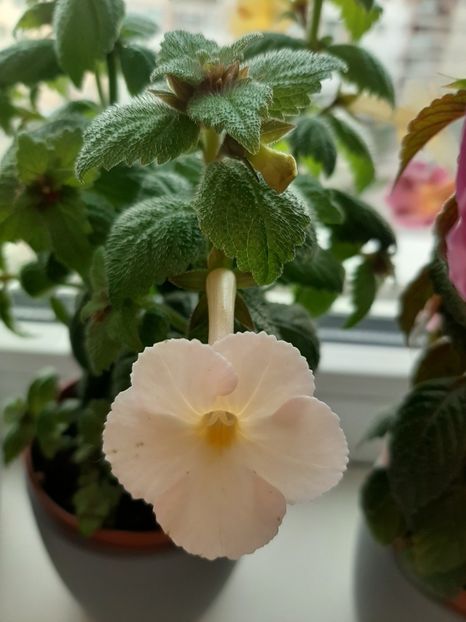  - achimenes-primele incercari