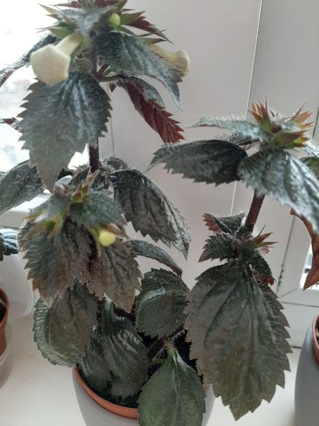  - achimenes-primele incercari