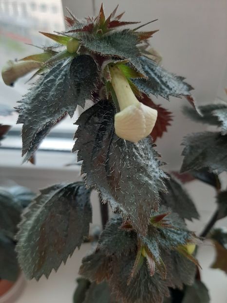  - achimenes-primele incercari