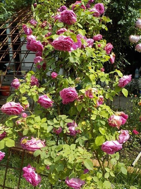  - trandafiri pentru dulceata