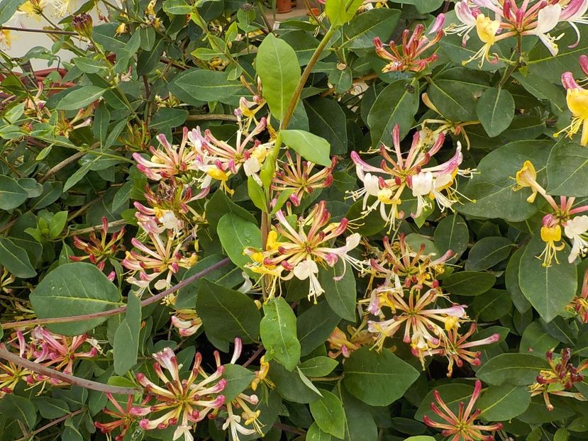  - lonicera