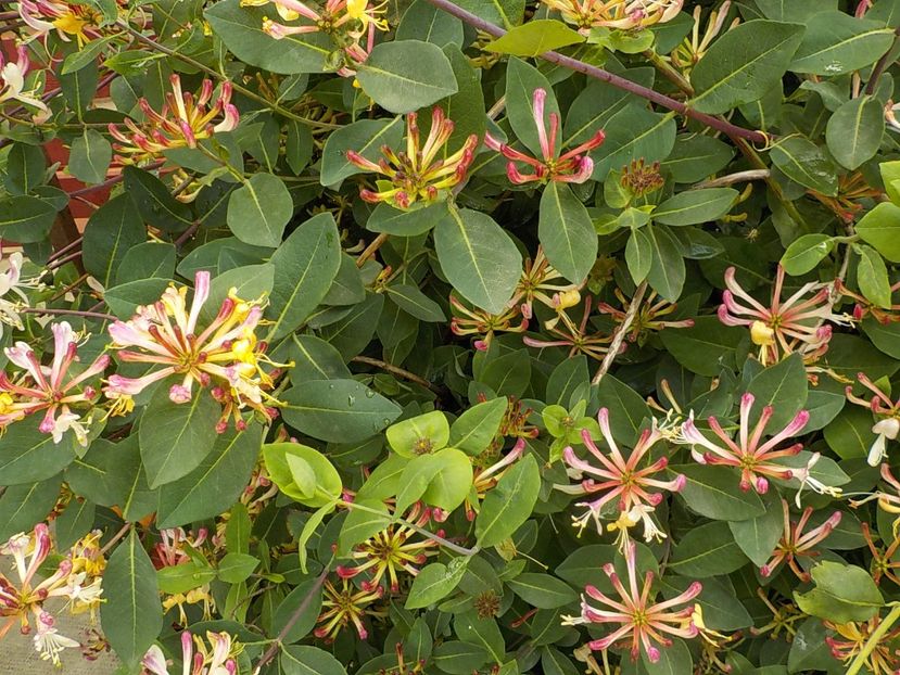  - lonicera