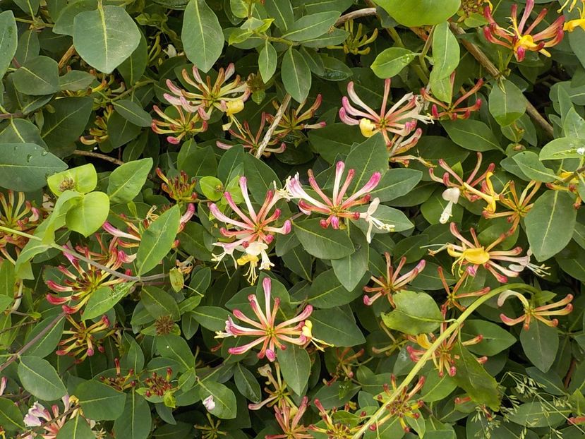  - lonicera